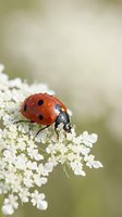 Red ladybug with black spots crawling on delicate white flower cluster in soft natural garden setting with blurred green background for spring concepts.