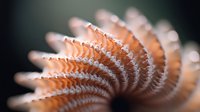 Macro photography of spiral pencil shavings in coral pink and white colors against dark background shows delicate curved wood pattern with selective focus.