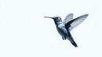 Hummingbird in flight with spread wings isolated on white background, small colorful bird hovering mid-air showing detailed feathers and long beak.