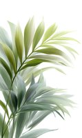 Elegant palm leaves in soft green and white tones on isolated background, featuring delicate fronds with graceful curves and natural light effects.
