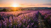 Expansive lavender field at golden hour sunset with purple blooms stretching toward distant mountains, ideal for travel and nature backgrounds.