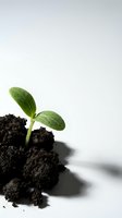 Young green seedling sprouting from dark soil against clean white background symbolizing new life, growth, and fresh beginnings in nature.