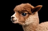 Brown baby alpaca with fluffy wool and expressive blue eyes in profile view against black background, isolated studio portrait showing gentle expression.