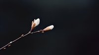 Delicate white magnolia buds on dark branch against black background, dramatic minimalist nature composition showing spring awakening and new life beginning.