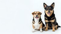 Two happy dogs sitting together on white background, mixed breed canines with friendly expressions for pet care and animal companionship designs.