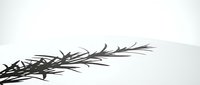 Dried rosemary herb sprig casting shadow on white surface, isolated botanical element for culinary, wellness, and design projects.