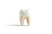 Anatomically accurate molar tooth model showing crown and roots on white background, dental education and healthcare concept for dentistry presentations.