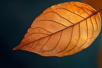 Golden autumn leaf with detailed veins glowing in warm sunlight against dark background, showcasing natural texture and seasonal beauty for fall designs.