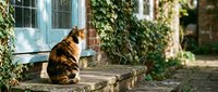 Tabby cat sitting on stone steps near blue window with ivy-covered walls in charming European courtyard setting for pet and lifestyle content.