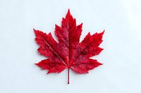 Single vibrant red maple leaf with detailed veins isolated on white background for autumn seasonal designs and nature projects.