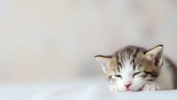 Adorable sleeping tabby kitten with closed eyes resting peacefully on soft surface, newborn pet portrait for animal lovers and veterinary content.