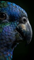 Close-up portrait of colorful parrot head showing vibrant blue and green feathers with detailed texture against black background for wildlife photography.