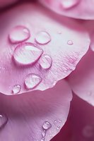 Crystalline water drops on delicate pink rose petal macro shot showing natural texture and veins in soft morning light, creating pure freshness feeling.