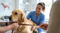 Smiling female veterinarian in blue scrubs examining golden retriever dog during checkup at modern veterinary clinic with owner present.