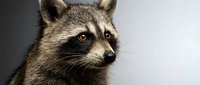 Adorable raccoon portrait with distinctive facial markings and alert expression on clean background for wildlife and nature projects.