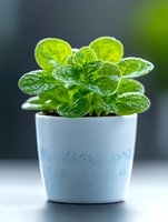 Fresh green peperomia plant with water droplets on leaves growing in small white decorative pot against dark background, macro nature photography.