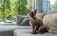 Chocolate brown Devon Rex cat sitting on beige sofa in modern apartment with green trees visible through large windows.