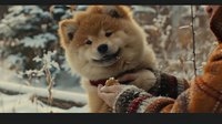 Smiling Akita Inu puppy in winter scene with snowy background, person in warm mittens feeding treat to friendly fluffy dog during cold weather walk.