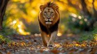 Majestic male lion walking on autumn forest path with golden bokeh background and fallen leaves, displaying powerful presence and natural hunting behavior.