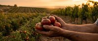 Farmer hands holding fresh ripe grapes at sunset in vineyard rows during golden hour harvest time for winemaking and agriculture production.