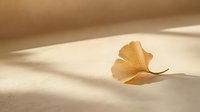 Dried yellow ginkgo leaf on beige surface with soft natural shadows creating minimalist composition. Autumn nature concept for wellness and meditation.