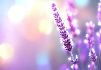 Dreamy lavender flowers against soft pastel bokeh background with morning sunlight creating magical atmosphere, suitable for wellness and spa designs.