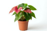 Vibrant pink and green Anthurium plant in terracotta pot against white background, perfect for home decor and interior design projects.