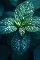 Fresh green leaves covered with morning dew drops in dark moody atmosphere, macro nature photography showing plant details and water droplets.