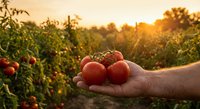 Fresh ripe tomatoes in farmer hand at sunset in organic garden field. Harvest time concept for healthy eating and sustainable agriculture production.