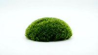 Lush green moss dome isolated on white background, ready for design projects, botanical illustrations, and nature-themed compositions.