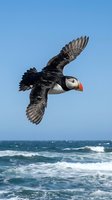 Atlantic puffin soaring over ocean waves with outstretched wings against clear blue sky showcasing seabird flight and marine wildlife behavior.