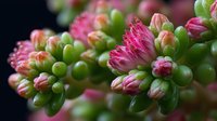 Vibrant pink flower buds emerging from succulent green clusters against dark background, showcasing nature's intricate botanical details.