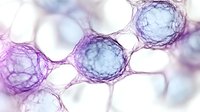 Microscopic view of nerve cells in purple and blue tones showing neural network connections and cell structure detail for medical or scientific visualization.