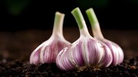 Fresh whole garlic bulbs with purple streaked skin placed on dark soil against black background, dramatic lighting highlights natural texture and layers.