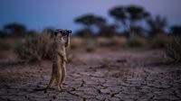Meerkat standing alert on hind legs in African savanna landscape at dusk with acacia trees silhouetted against purple twilight sky in natural habitat.