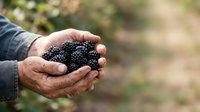 Farmer's hands holding fresh ripe blackberries in palm, harvesting organic berries from garden or farm field during summer season.