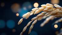 Golden ripe rice grains on dark blue background with bokeh lights, macro photography showing detailed texture of wheat ears in warm evening light.