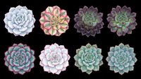 Succulent plants collection isolated on transparent background, ready for t-shirt design, clipart, stickers, print-on-demand products and sublimation projects.