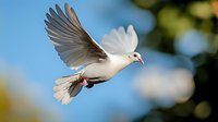 White dove flying with spread wings against blue sky and soft bokeh background, symbol of peace and freedom in natural sunlight.