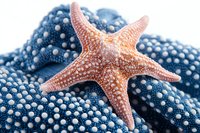 Orange starfish resting on blue dotted sea star, close-up macro photography showing detailed texture and natural pattern against marine background.