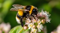 Fuzzy bumblebee with distinctive black and yellow stripes collecting nectar from delicate pink wildflowers against blurred green natural background in macro photography.