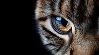Extreme close-up macro shot of wild cat eye with striking blue and amber coloring, detailed fur texture and reflection showing predator nature in dark background.