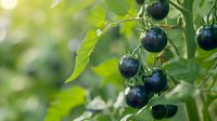 Fresh black tomatoes growing on vine with vibrant green leaves in natural sunlight, perfect for organic food marketing, farm-to-table concepts and healthy eating promotions.