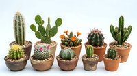 Collection of small potted cacti and succulents in terracotta pots with colorful flowers, arranged on white background for home decor and gardening projects.