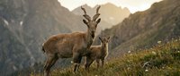 Two wild deer standing on mountain slope during golden hour with dramatic peaks in background. Wildlife family scene in natural alpine habitat.