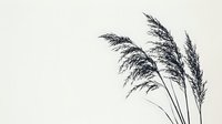 Minimalist botanical illustration featuring delicate pampas grass stems with feathery plumes against neutral background, suitable for interior design and wellness projects.