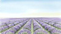 Endless rows of blooming lavender fields stretching to horizon under soft pastel sky creating peaceful agricultural landscape for aromatherapy wellness designs.