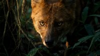 Red fox face emerging from dense forest vegetation with intense amber eyes and russet fur in natural woodland habitat during golden hour lighting.