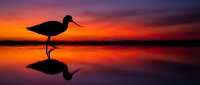 Silhouette of wading bird reflected in calm water during dramatic sunset with orange and purple sky colors creating peaceful nature scene.