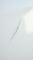 Isolated needle-like thorn or spine with crystalline frost coating on white background, suitable for nature, botanical, and design projects.